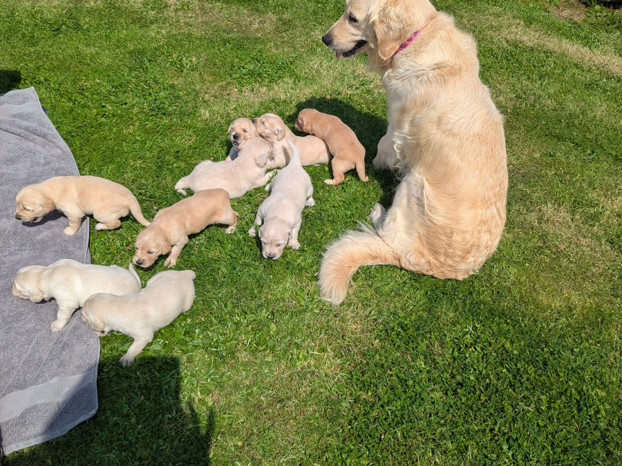 Find your New Best Friend- Golden Retriever puppies for sale - Dogsy.ie